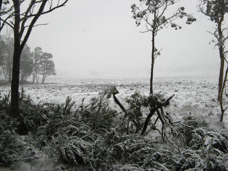 sunny tassie.jpg